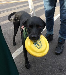 Dog with frisbee